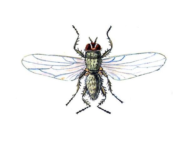 Бурякова мінуюча муха