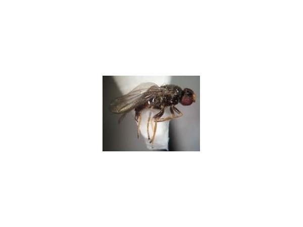 муха шведська ячмінна (шведські мухи)