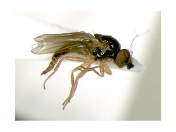 муха шведська ячмінна (шведські мухи)