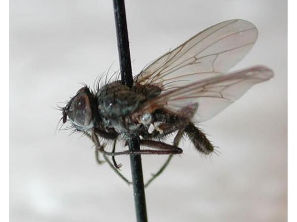 Весняна капустяна муха
