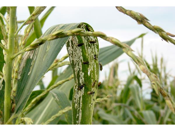 пошкоджена кукурудза Західним кукурудзяним жуком