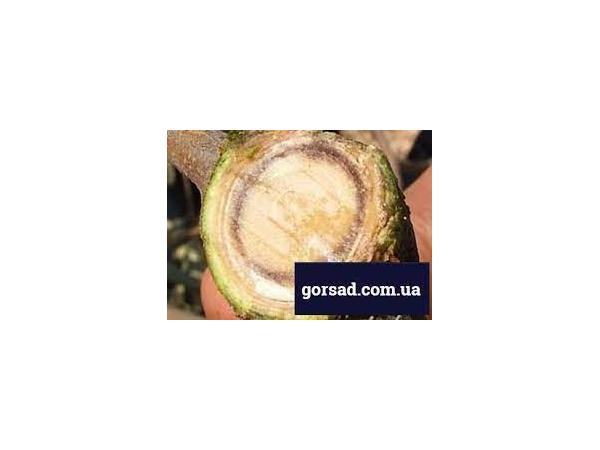 Вертицильоз, або інфекційне в’янення дерев (почорніння деревени, вілт). Рис.1