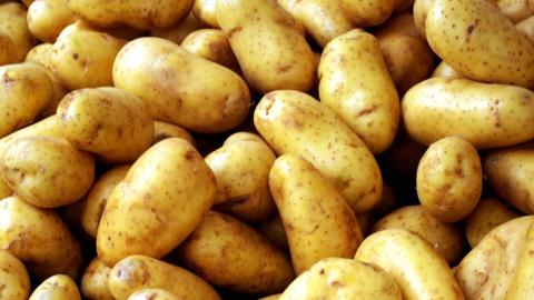 Держава відшкодує до 80% вартості насіння картоплі Рис.1