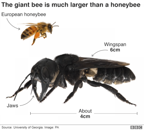 В Індонезії вперше за 38 років побачили найбільшу в світі бджолу Рис.1
