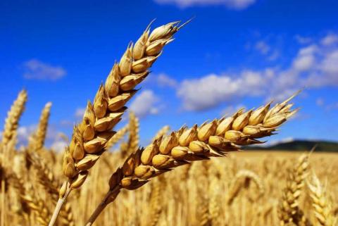 Американці визначили найпродуктивнішу сівозміну пшениці Рис.1