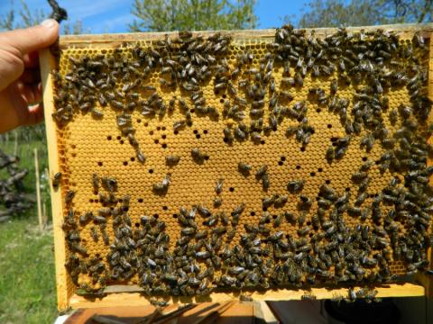 На Одещині створюють агропромисловий кластер із розвитку бджільництва Рис.1