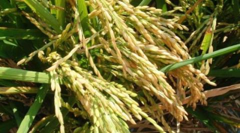 Рисівництво під загрозою: Одещина ризикує втратити кілійський рис Рис.1