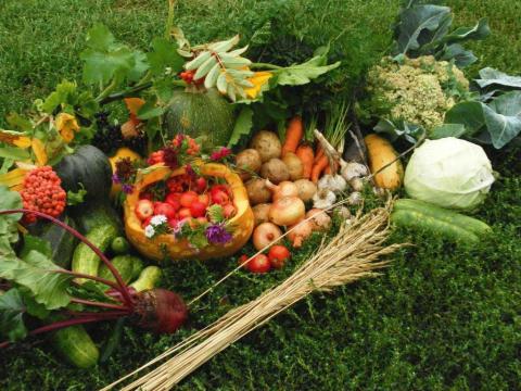 Українські аграрії встановили історичний рекорд врожайності Рис.1