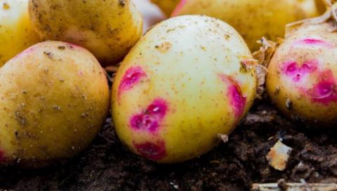 Вчені розкрили секрет кольору картопляної шкірки Рис.1
