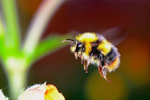 Для запилення кавунів і динь джмелі краще бджіл? У комахівництві зростає конкуренція Рис.1