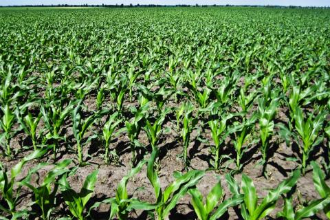 Фахівці UKRAVIT поділились порадами у гербіцидному захисті кукурудзи, соняшника і сорго Рис.1