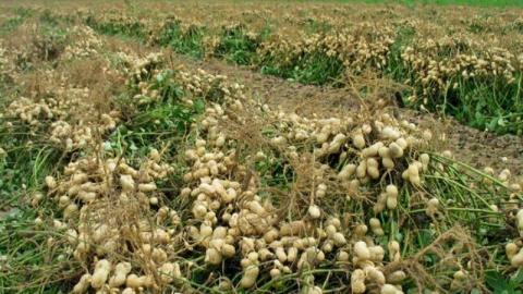Фермер з півдня України у промислових масштабах вирощує арахіс на поливі Рис.1