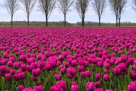 На півдні України стрімко розростаються плантації тюльпанів Рис.1