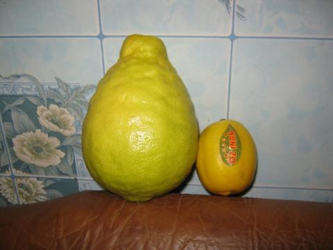 На Волині фермер в підземній теплиці вирощує величезні лимони Рис.1