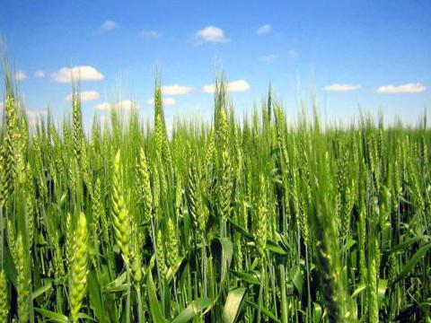 ТОП-15 сортів озимої пшениці, які сіють українські аграрії Рис.1