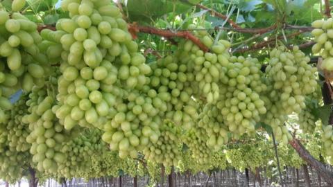 Українські фермери різко прискорили темпи закладки виноградників Рис.1