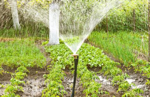 В Україні визначили норми витрати води для поливу теплиць і городів Рис.1