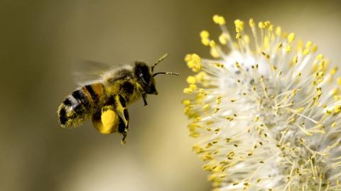 Вчені дізналися склад бджолиного клею для квіткового пилку Рис.1