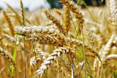 2019 року збільшиться валове виробництво пшениці, проса, гороху та ріпаку – Лупенко Рис.1