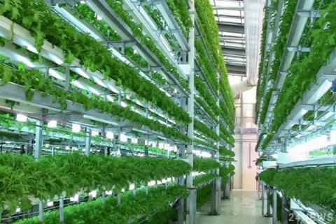Американська компанія вирощує зелень на 6-метрових вертикальних фермах Рис.1