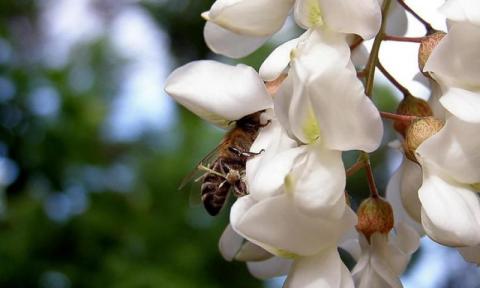 Через дощі бджолярі можуть недобрати 40% весняного меду Рис.1