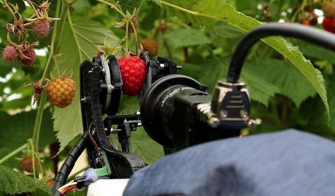Робот-збиральник малини та ожини буде працювати на європейських фермах Рис.1