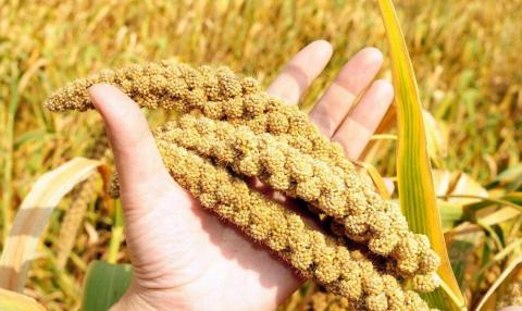 Урожайність проса часто перевищує врожайність інших зернових Рис.1