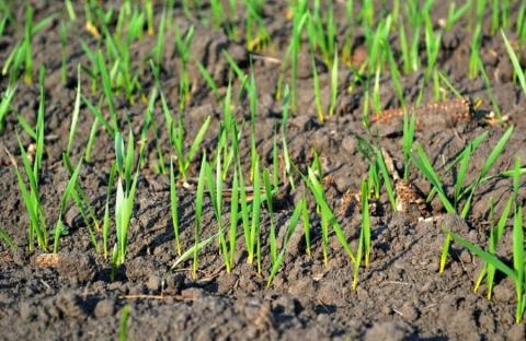 В Україні розпочинається перший етап проведення польового оцінювання насінницьких посівів Рис.1