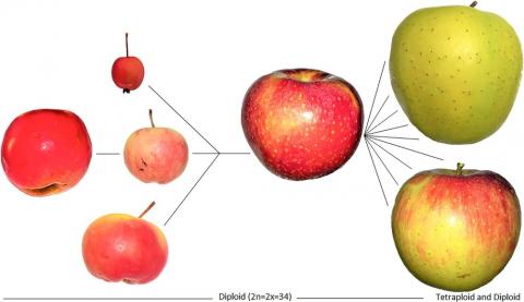 Вчені: «одомашнення» яблуні почалося ще до людей Рис.1