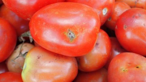 З турецькими томатами до України завезли небезпечного карантинного шкідника Рис.1
