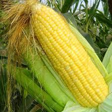 Австралійські вчені вивели високоврожайну кукурудзу, стійку до кліматичних змін Рис.1