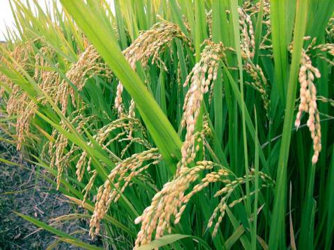 Без зайвої води: рис тепер можна вирощувати за новою технологією Рис.1