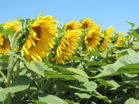 Через спеку розвиток соняшнику в Україні відбувається з прискореними темпами Рис.1