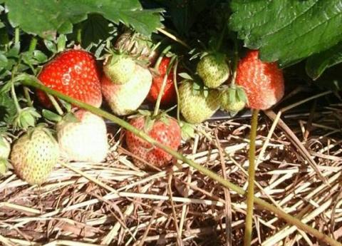 Фермер з Волині вирощує ягоди за унікальною німецькою технологією Рис.1