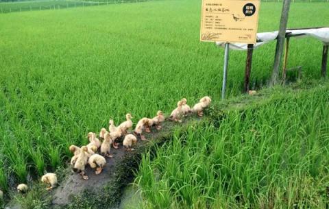 Фермери почали використовувати качок замість засобів захисту рослин Рис.1