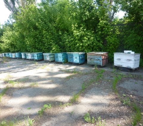 На Херсонщині з'явилися сторожові бджоли Рис.1