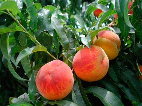 На Півдні україни почався сезон збирання ранніх сортів персика Рис.1