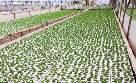 Нові плоти для вирощування базиліка в гідропоніці Рис.1
