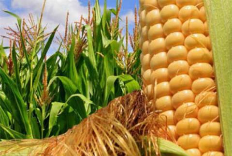 Огляд цін на 6 червня — ціна кукурудзи пішла вгору Рис.1