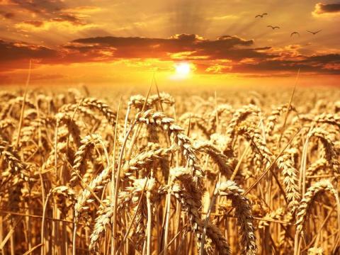 Посухостійка пшениця з контролем транспірації спроектована на випадок глобального потепління Рис.1