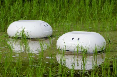 Робот-баламут захистить рисові тераси від бур'янів Рис.1
