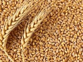 Україна вже до 2022 року буде вирощувати більше 100 млн тонн зерна Рис.1
