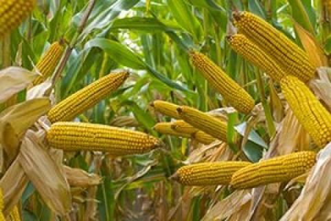 Вчені розповіли про користь ГМ кукурудзи Рис.1