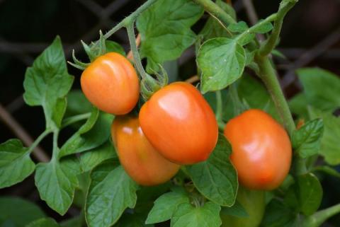 Ацілсахара підтвердили активність проти шкідників томата Рис.1