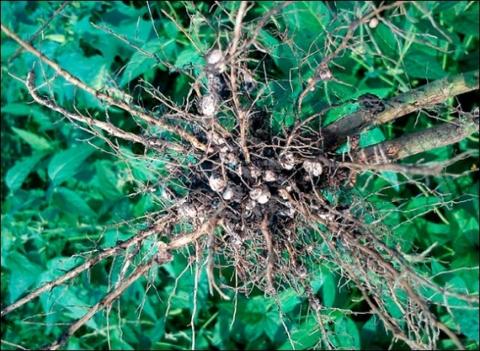 Британський досвід вирощування квасолі і ярого ячменю Рис.1