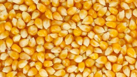 Чиїм насінням сіють кукурудзу в Україні: топ-10 виробників Рис.1