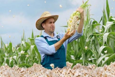 Фермер в шоці: весь урожай кукурудзи став попкорном Рис.1