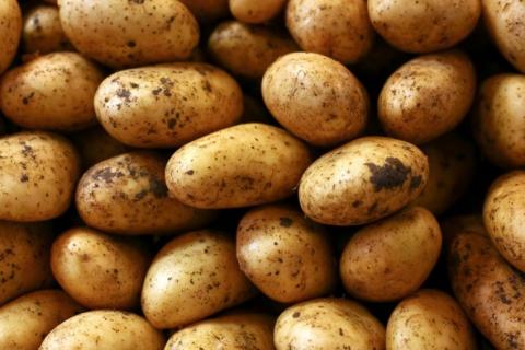 На українському ринку продовжують знижуватися ціни на картоплю Рис.1