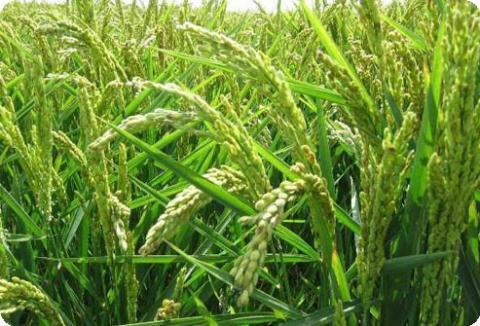 На європейський ринок виходить новий препарат для гербіцидного захисту рису Рис.1