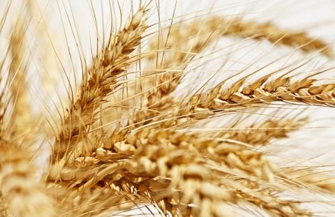 Один з 10 світових експортерів зерна відмовився від поставок в 2019/20 МР Рис.1